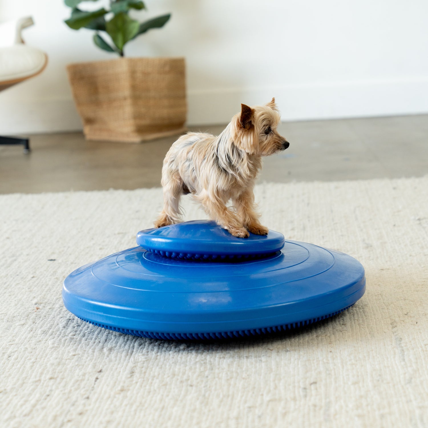 Easy & Effective Balance Training Exercises for At-Home Workouts