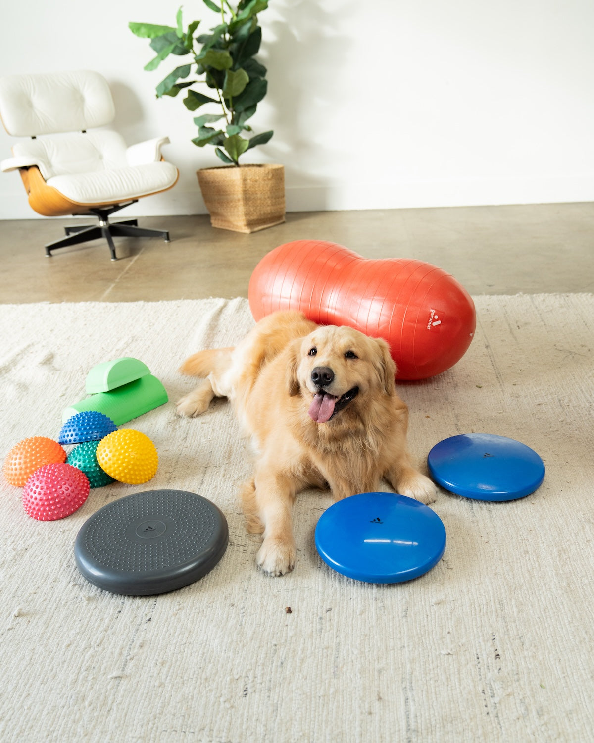Animal Training